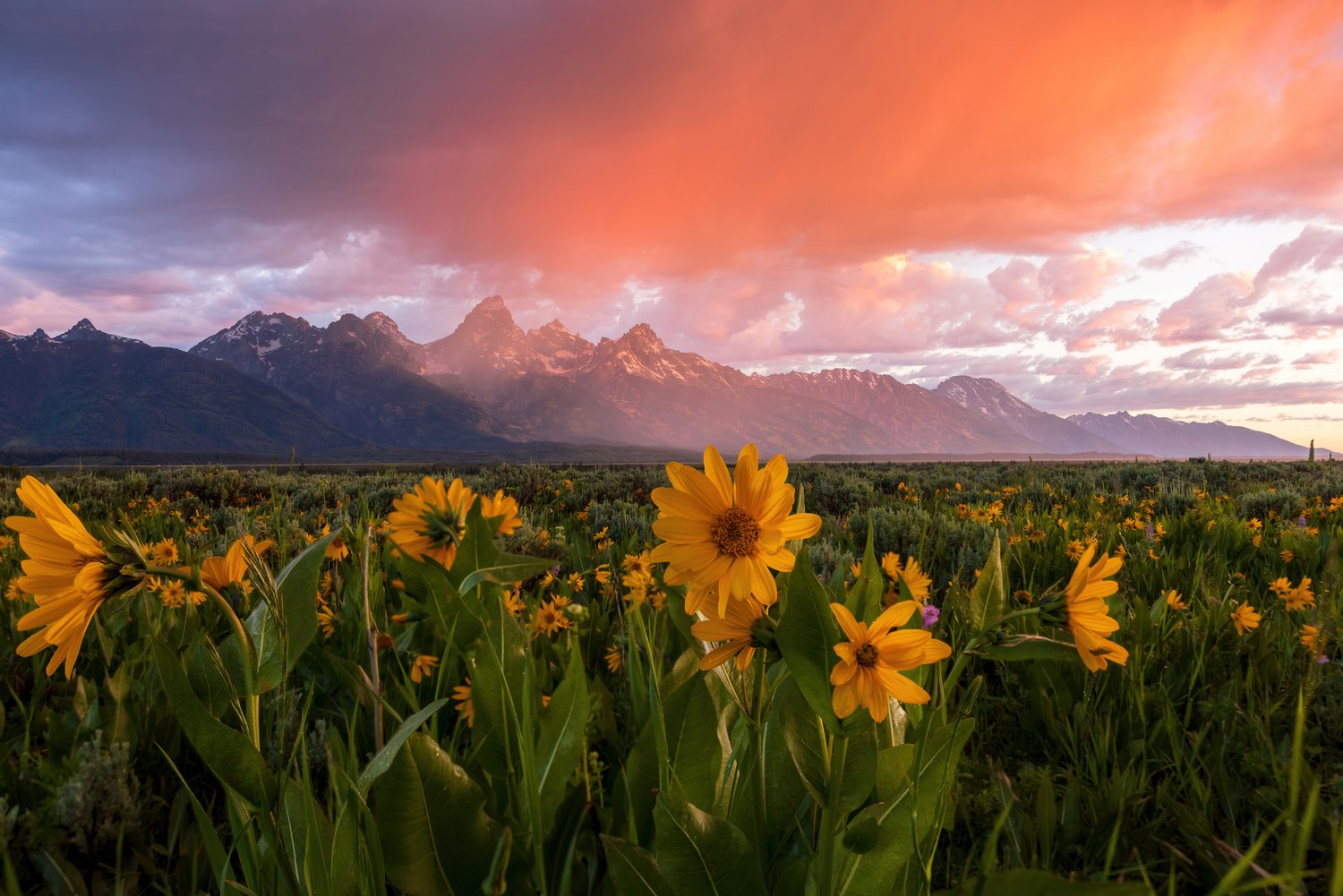 Wild sunflowers under the Grand Tetons